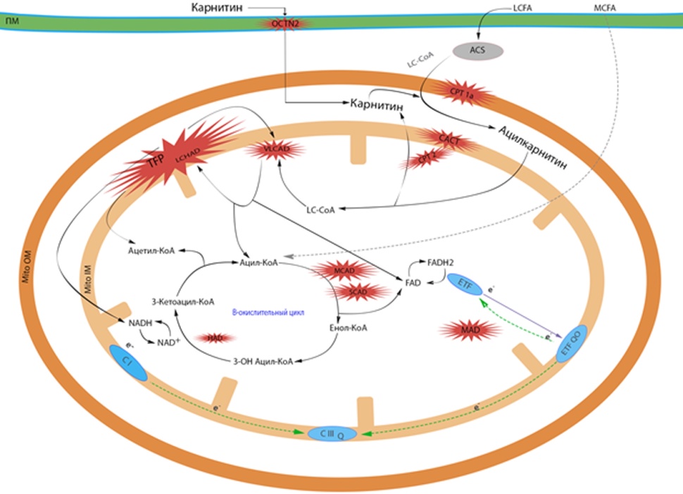 Нарушение бета окисления жирных кислот клинические рекомендации. Патогенез митохондриальных болезней. Митохондриальный коктейль. Дефицит митохондриального трифункционального белка (TFP). Больные с дефицитом трифункционального белка митохондрий.