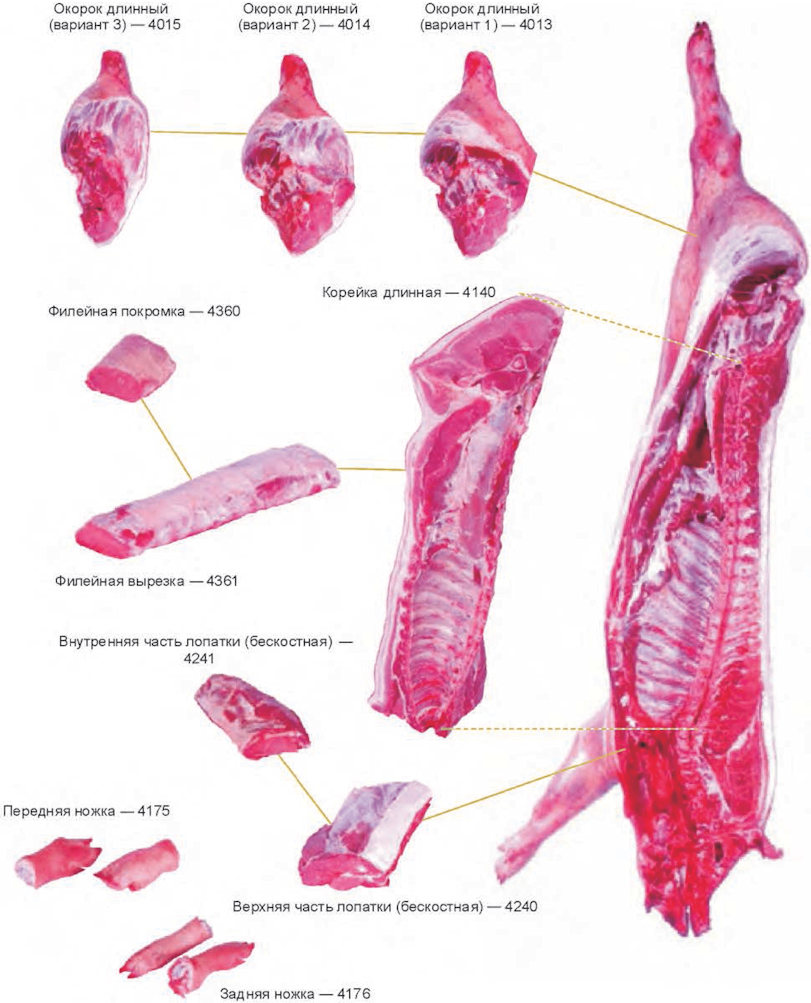Схема разруба туши мяса свинины