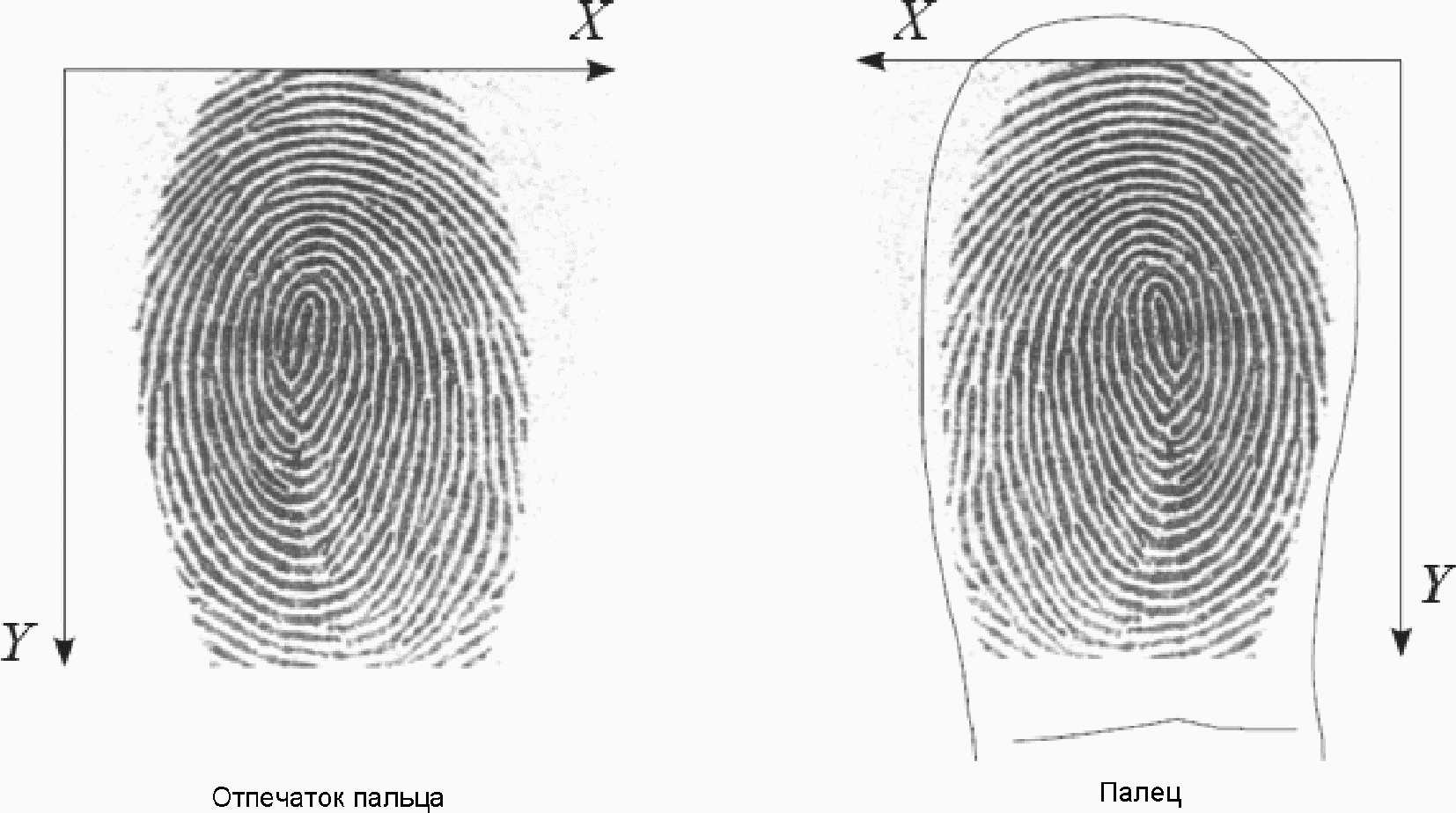 Отпечатки пальцев биометрия