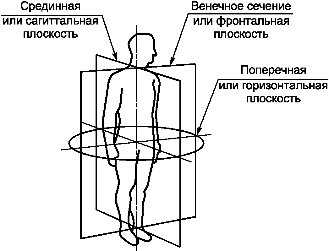 Фронтальная ось. Фронтальная сагиттальная и горизонтальная плоскость. Сагиттальная плоскость это в анатомии. Срединная сагиттальная плоскость. Плоскости тела человека фронтальная горизонтальная и сагиттальная.