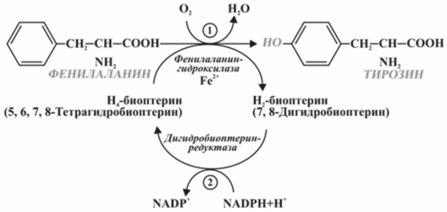 Ферменты фенилаланина. Превращение фенилаланина в тирозин. Превращение фенилаланина при фенилкетонурии. Схема превращения фенилаланина и тирозина. Схема превращения тирозина.