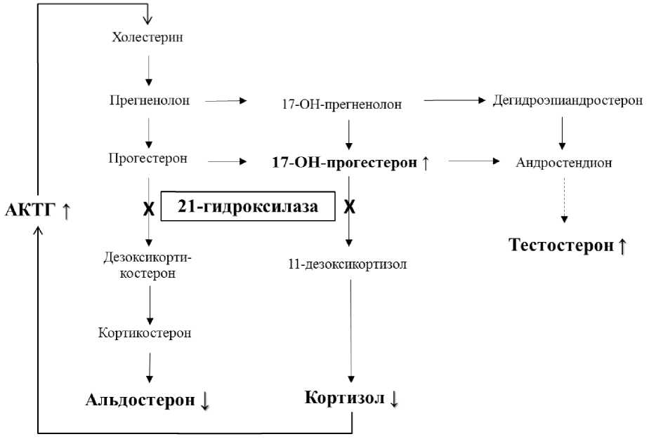 При значительном дефиците 21 гидроксилазы развивается клиническая картина