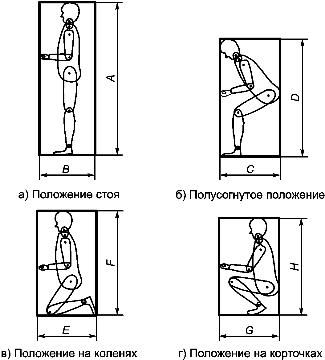 Параметры человека размеры