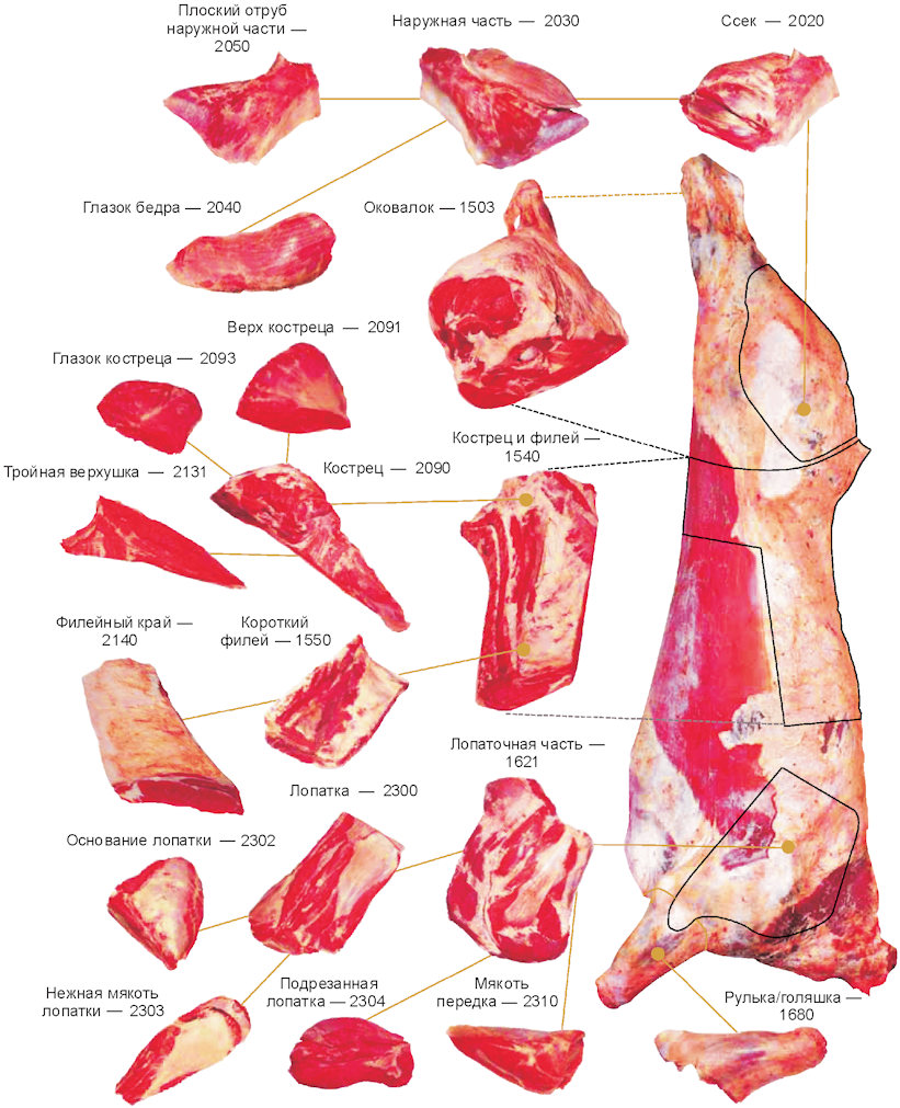 Сонник разделывать мясо. Схема разруба говядины. Разруб туши говядины. Схема разделки говяжьей туши.