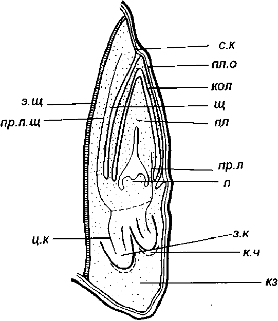 Зерновка пшеницы рисунок. Зерновка пшеницы схема. Строение семени зерновки ржи. Строение зародыша зерновки пшеницы. Строение зерновки ржи.