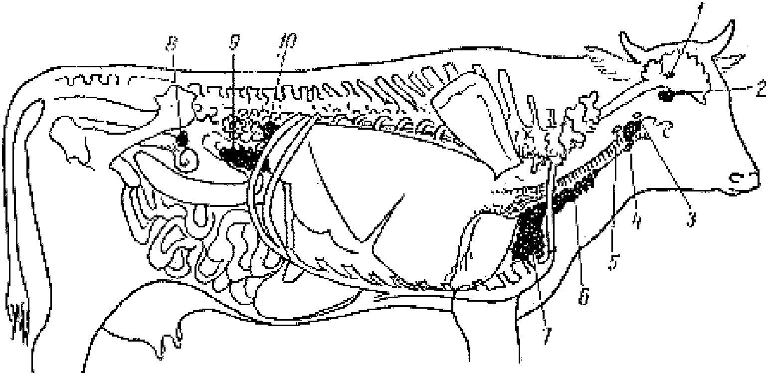 Желез животных. Топография внутренних желез коровы. Эндокринная система КРС. Топография желез внутренней секреции коровы. Строение и топография желез внутренней секреции у КРС.