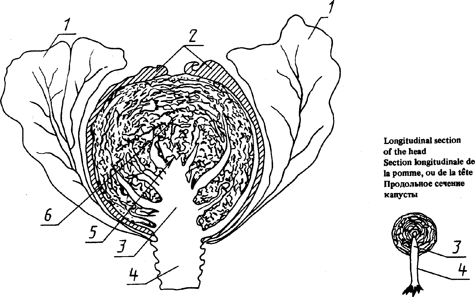 Корень капусты рисунок