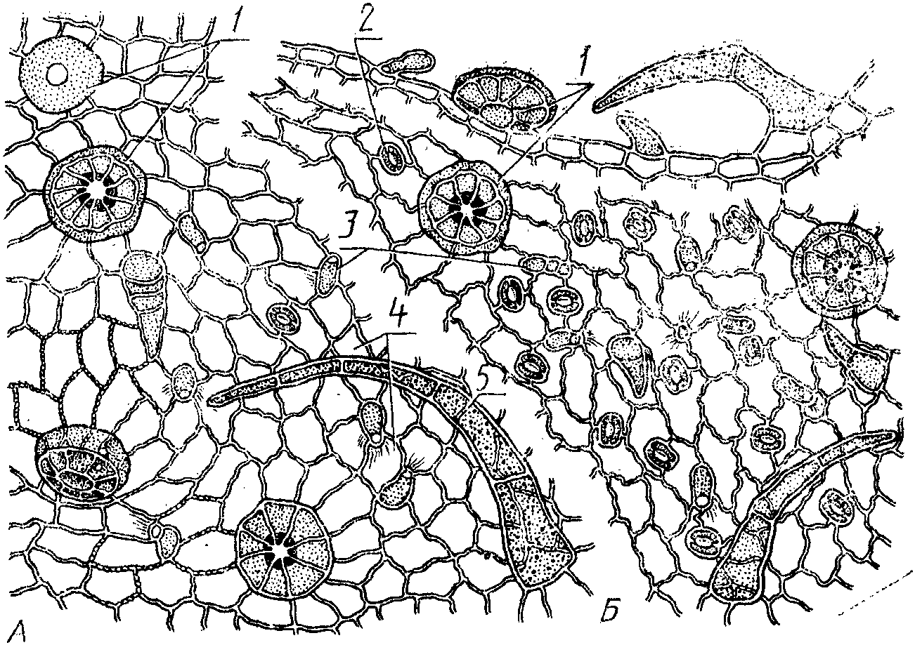 Листья мяты перечной рисунок