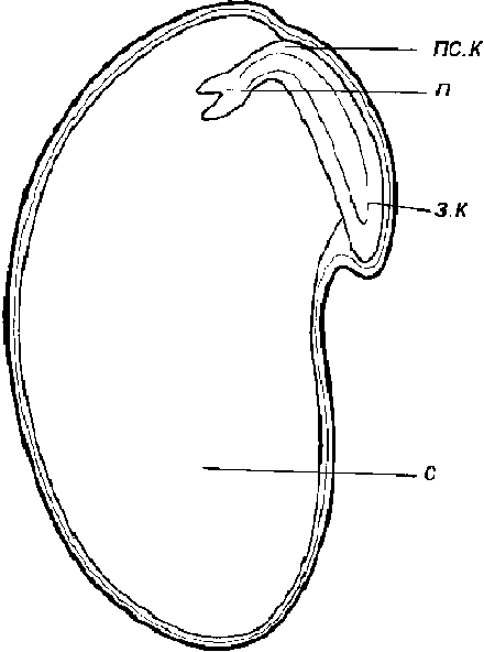 Семя гороха рисунок. Строение семени гороха рисунок. Семена гороха строение. Внутреннее строение семени гороха. Строение зародыша гороха.