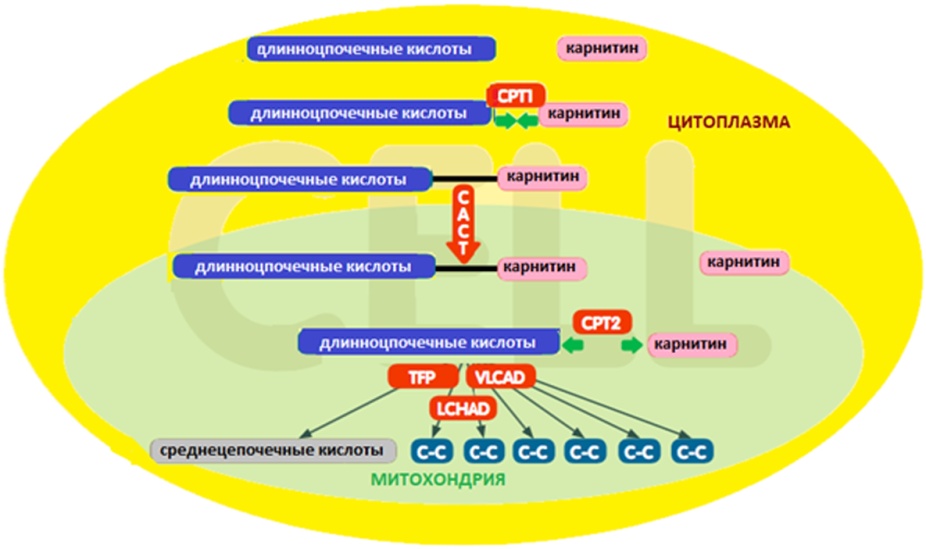 Нарушение бета окисления жирных кислот клинические рекомендации. Ацилкарнитин.