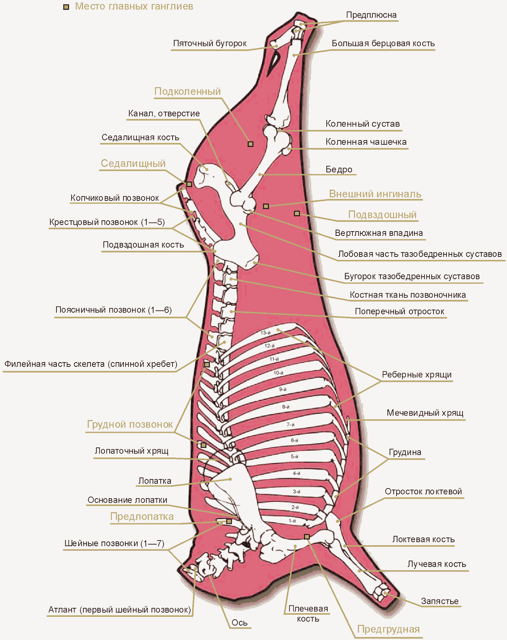 Отрубы говядины. Схема костей говяжьей полутуши. Схема костей говядины. Лучевая кость говядина.