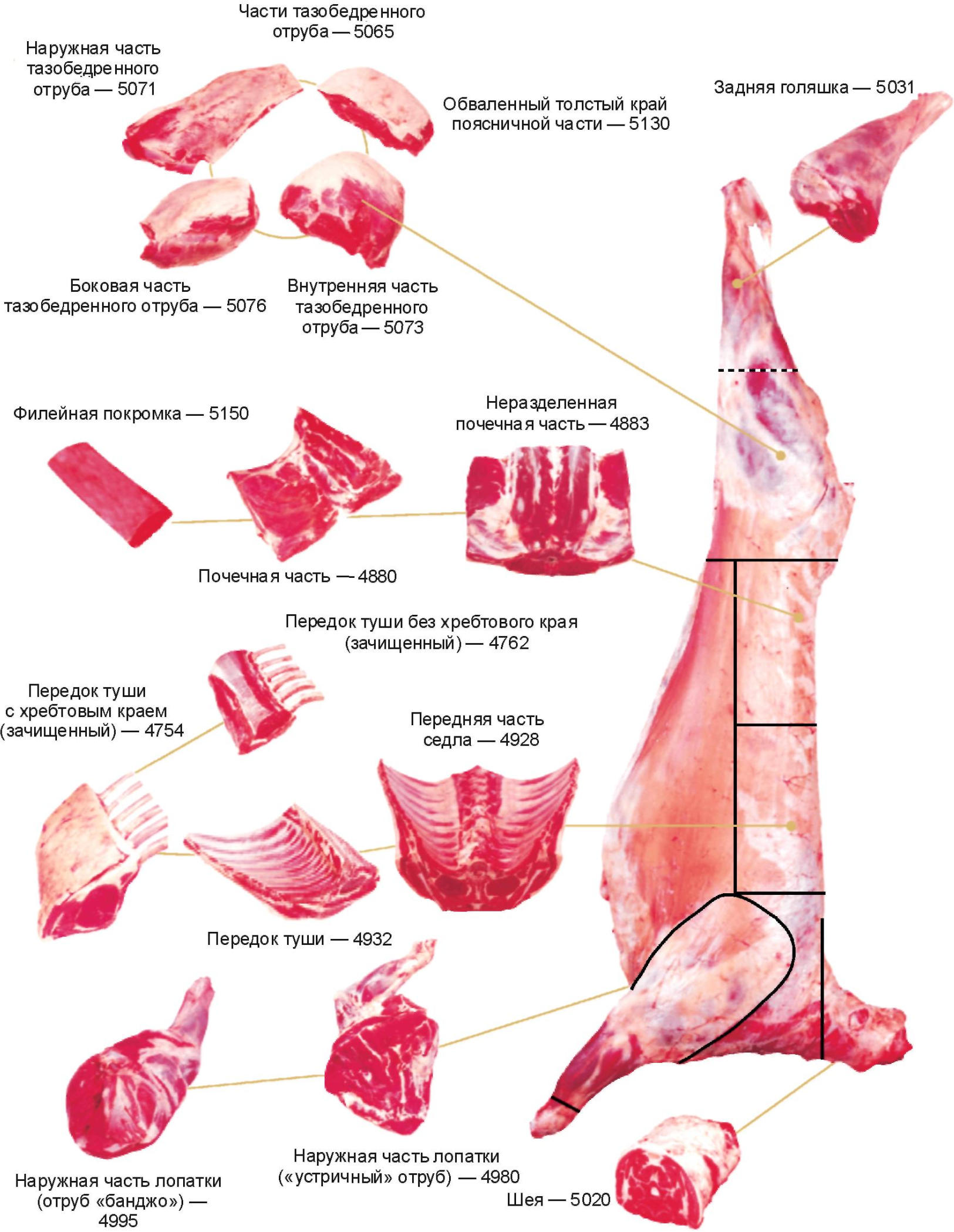 Части баранины. Схемаразрба туши баранины. Классическая схема разруба бараньей туши. Названия частей бараньей туши схема. Части туши барана названия схема.