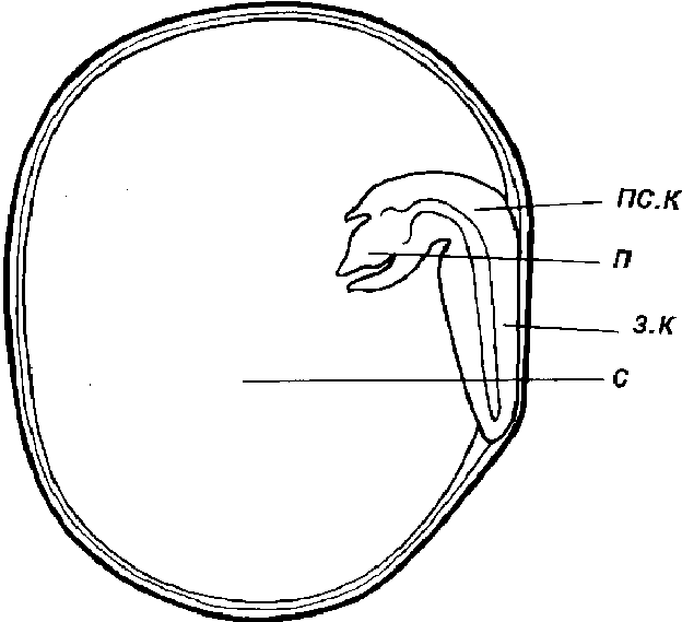 Строение семени гороха рисунок с описанием