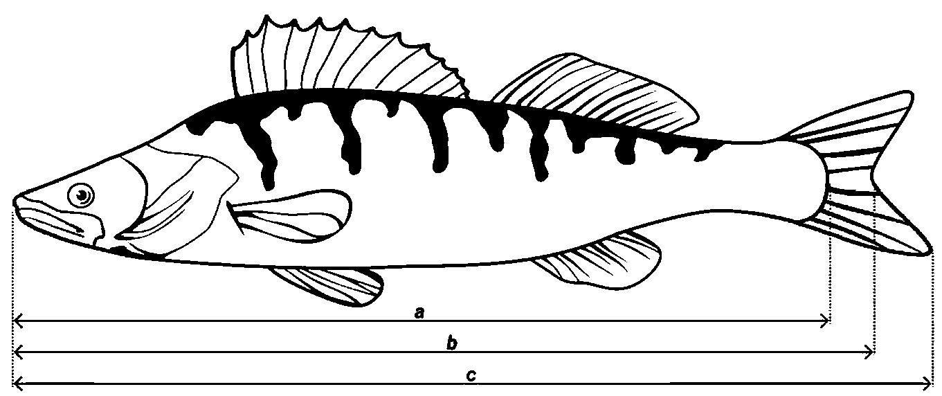 Схема измерения рыб