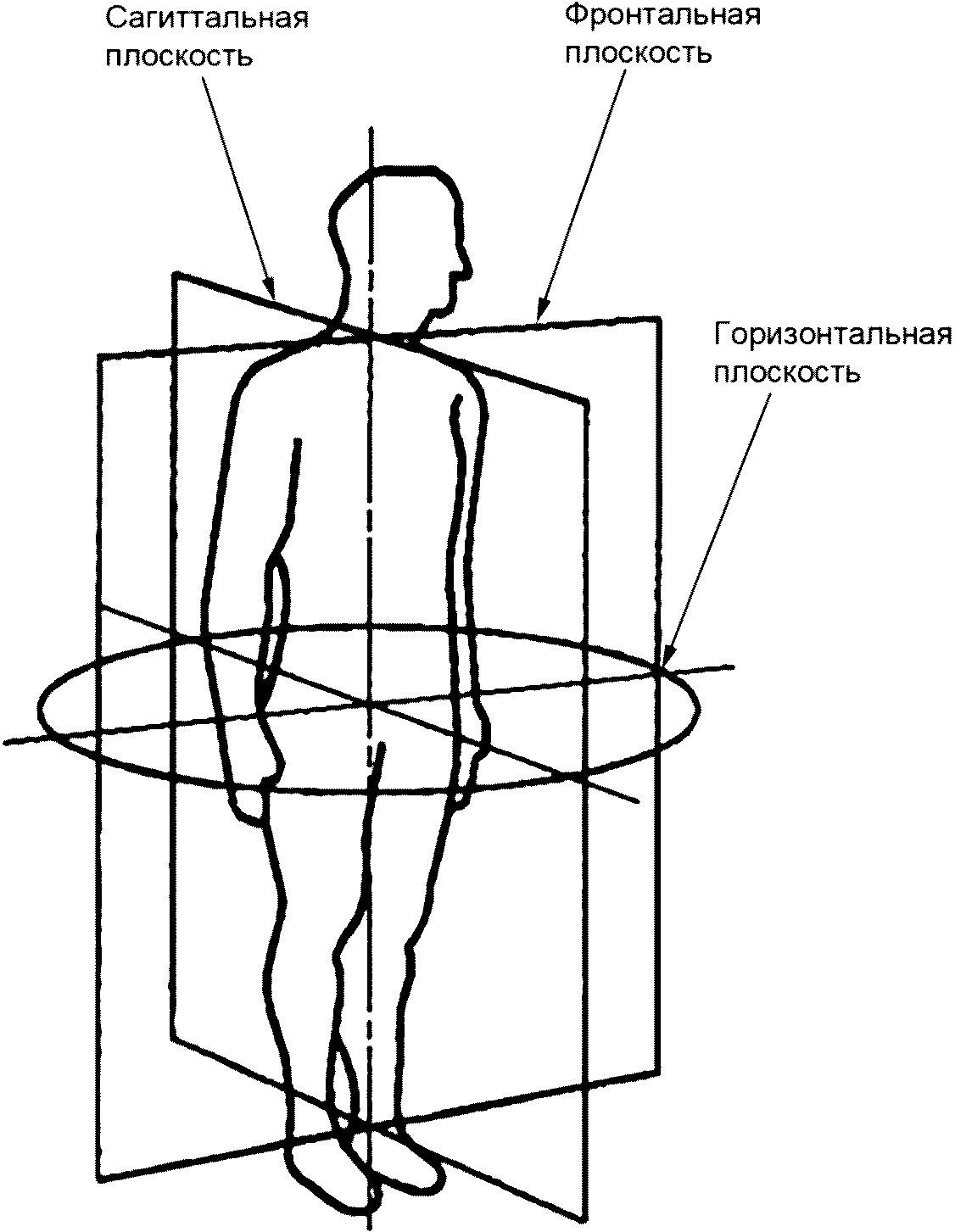 Продольная и поперечная плоскость. Материальная плоскость это. Сагиттальная плоскость фронтальная горизонтальная плоскость. Случаи расположения плоскости в пространстве. Силовая плоскость сопромат.