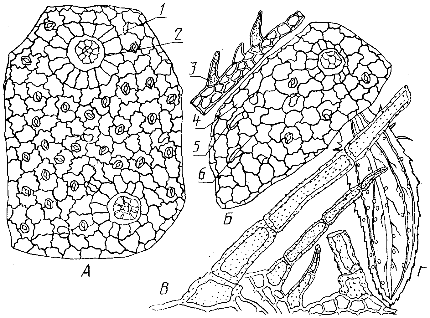 Микроскопия крапивы